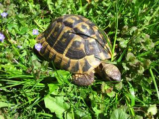 Griechische Landschildkröten THB, adult, verschiedene Jahrgänge