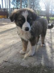 Vaios seine Augen schauen fragend warum werden kleine Hunde ausgesetzt