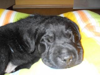 Sharpei/Airedale Mischlings Welpe