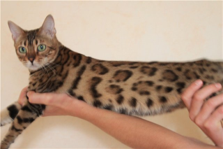 Bengalenwunder