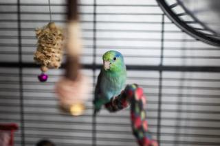 Blaugenicksperlingspapageien zu verkaufen