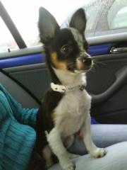 DRINGEND Chihuahua Rüde ca. 1, 5 Jahre alt total lieb zu verkaufen