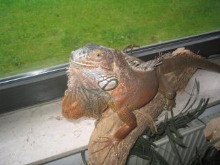 Leguan-Männchen
