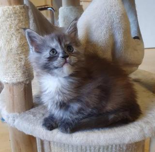 Maine Coon Mädchen mit Stammbaum