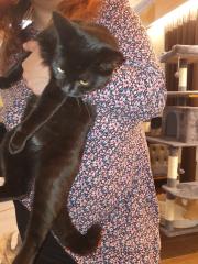 BKK Bombay mix 2x schwarz