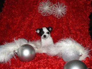 2 süsse reinrassige chihuahua