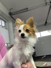Pomchi R de