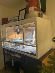 Bartagame inklusive Terrarium und Zubehör