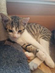 12 Wochen alte süße kitten
