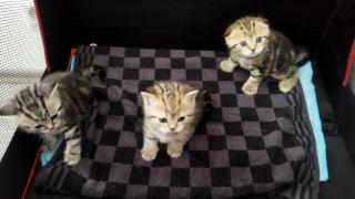 Verkaufe BKH Kitten