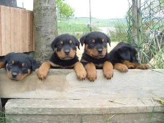 Rottweilerwelpen bildschön ab 10. 01. 2021