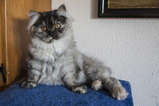 Perserbabys, Katzenbabys mit Nase wunderschön verspielt und verschmu