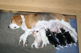 Beaglewelpen of the Jolly Kids