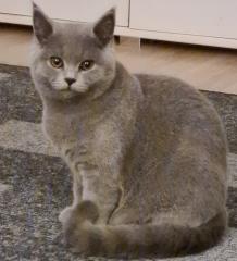 Bkh schottische kitten