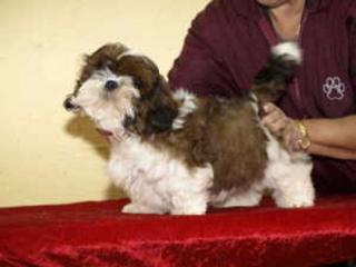 Shihtzu welpen und jungtiere