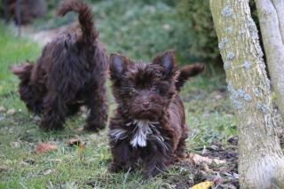 Yorkshire Terrier mit Papiere in schoko Farbe