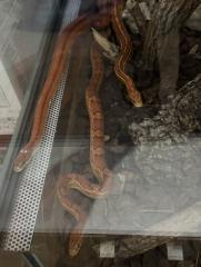 3 Kornnattern zu Verschenken