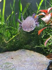 7 Axolotl abzugeben wildling copper weisling
