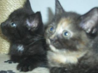 BKH Babys suchen ein neues Zuhause
