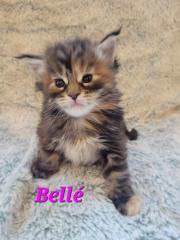 Maine Coon Kitten reinrassig