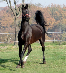 Kwpn tuigpaard / gelderlander Hollandisch kutschpferd zu verkaufen