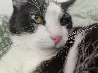 Kater sucht neues Zuhause