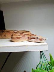 Salmon Kaiserboa, männlich, 1. 70m lang, 2. 5kg schwer, geboren 2021
