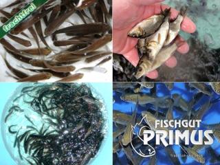 Naturteich - Paket EXTRA mit einjährigen Besatzfischen