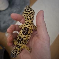 Leopardengecko Männchen 2 Jahre