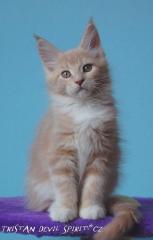 Maine Coon Katerchen mit Stammbaum