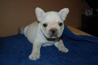 Französische Bulldogge in der Farbe Creme