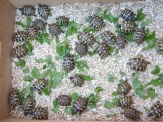 Griechische Landschildkröten THB