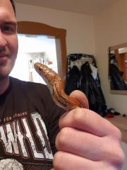 Kornnatter samt Terrarium und Zubehör abzugeben