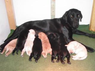 Labradorwelpen