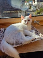 Türkische Angora Kitten suchen liebevolles Zuhause