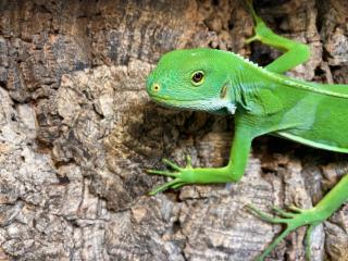 Fidji Leguan Brachylophus Fasciatus