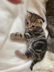 Bkh kitten Gold black tabby