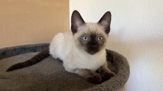 Siam / Snow Bengal Mix Kitten