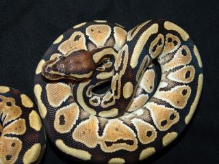 Russo-Königspython Python regius