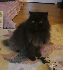 Perser smoky
