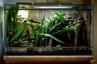 Großes Tropenterrarium inkl. Beleuchtung und Zubehör