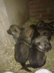 Reinrassige deutsche Schäferhundwelpen vom Bauernhof