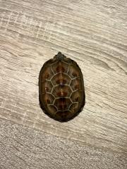 3 Kleine männliche Dreikielschildkröten