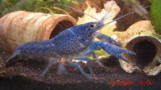 Blauer Floridakrebs abzugeben