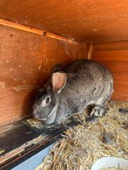 Riesenchinchilla Zippe Kaninchen tätowiert