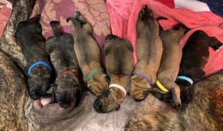 Mastiff Welpen suchen ab Dezember ein liebevolles neues Zuhause