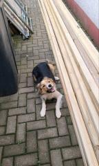 Hübsche Hündin daisy sucht ihre Familie