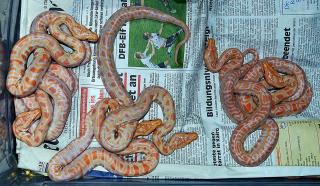 Biete Tigerpython und Boa-Mix Nachzuchten