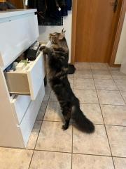 Maine Coon Deckkater mir Stammbaum