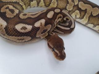 1. 0 Cinnamon Hidden Gene Woma het Piebald Königspython